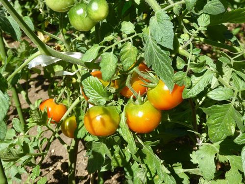 tomato-2.jpg
